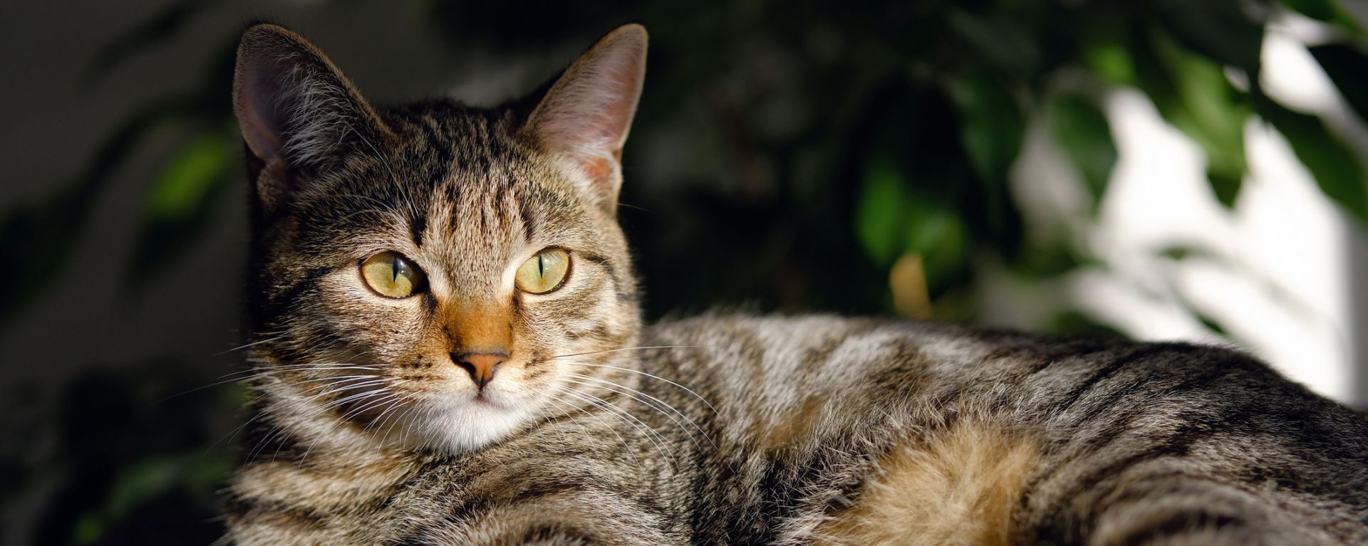 Стоматит у кошек - симптомы, лечение, причины